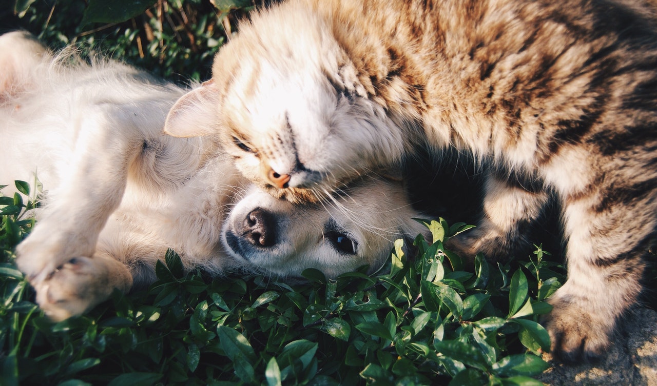 Cachorro e gato